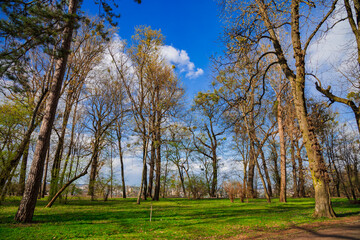 Fototapeta na wymiar park land outdoor nature view of bare branches trees and green grass meadow in March spring season morning