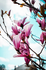Spring garden. Blooming trees in the garden. Bright colorful spring flowers. Nature.Spring background. Macro