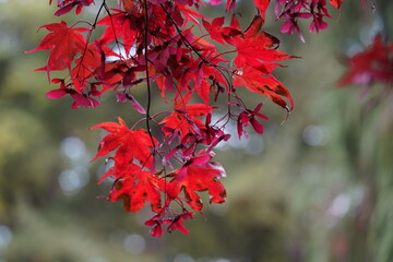 Acer palmatum, called Japanese maple or smooth Japanese-maple.
