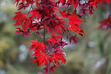 Acer palmatum, called Japanese maple or smooth Japanese-maple.
