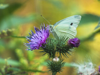 butterfly on flower