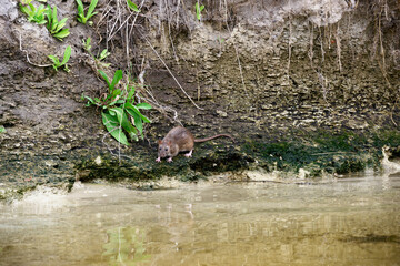 River rat on the sand bank near water.