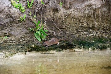 River rat on the sand bank near water.