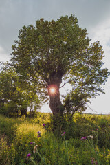 Sunset behind the old tree