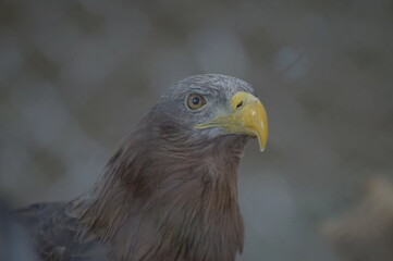 Full-color horizontal photo. Portrait of an animal. White-tailed eagle close-up. The eagle's cry.