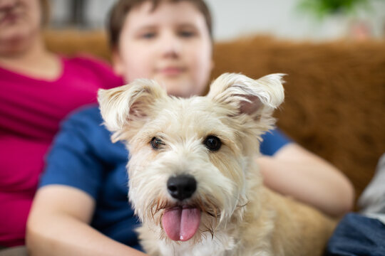 A child holds a shaggy dog in his lap. The dog has its mouth open and its tongue sticking out.