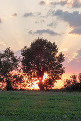 Sunset behind the old tree