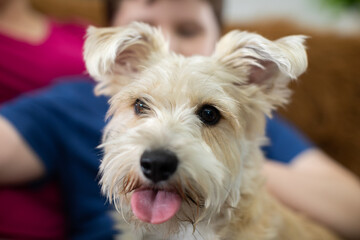 The shaggy dog in the foreground and the people, son and mother, in the background. Close-up frame.