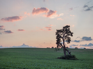 Old lonely tree in the field