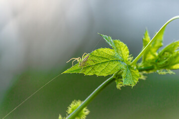 A spider clings to a leaf to direct its web to another tree.
