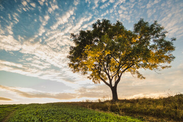Fototapeta na wymiar tree in the field, sunset sky