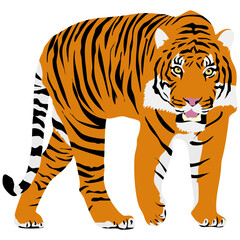 Fototapeta na wymiar Big bengal tiger standing on the ground, facing front, looking majestic in its orange and white fur coat with black stripes.