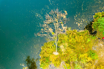 Fototapeta na wymiar Aerial view of autumn tree in the river