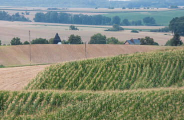 vineyard in region country