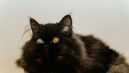 kot pers mały czarny rudy