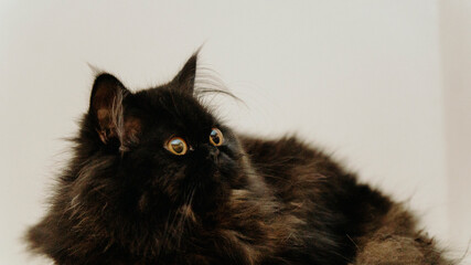 kot pers mały czarny rudy - obrazy, fototapety, plakaty