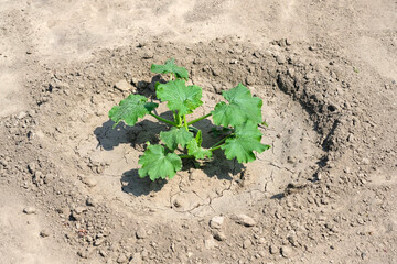 A small bush of cucumbers on the ground without grass. A young green bush of cucumbers in the open field with harvested soil around. Growing vegetables outdoors.