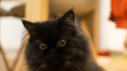 kot pers mały czarny