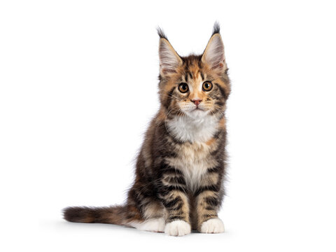 Adorable tortie Maine Coon cat kitten, sitting facing front. Looking towards camera with sweet and friendly eyes. isolated on a white background.