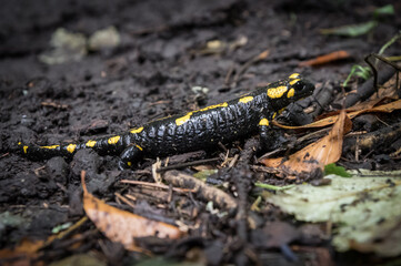 Detail of Fire salamander in free nature