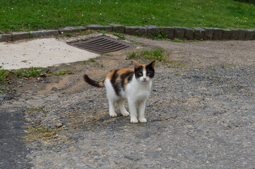 Portrait of cute tabby cat outdoors