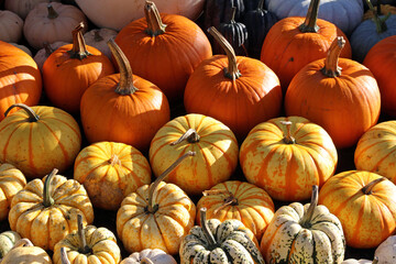 Collection of different types of pumpkin, Derbyshire England
