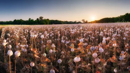 Gardinen Summer landscape with many heads of poppy field © TTstudio