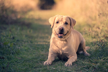 Labrador dog resting in the park