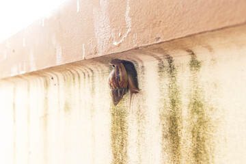 Snail Classified as invertebrates. Brown wild big snail crawling on fence wall home yellow. Summer day in garden. Snail slime is useful anti aging Stimulates secretion of collagen and elastin. 