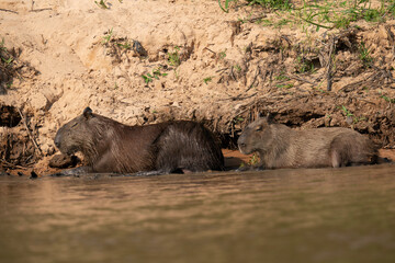 The capybara (Hydrochoerus hydrochaeris) 