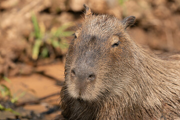Naklejka na ściany i meble The capybara (Hydrochoerus hydrochaeris) 