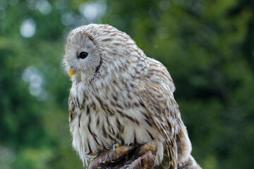 Chouette posée de profil dans un parc animalier . C'est un oiseau caractérisé comme un rapace...