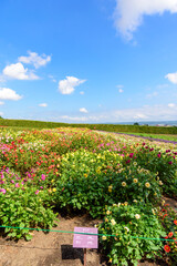 秋　中富良野のお花畑