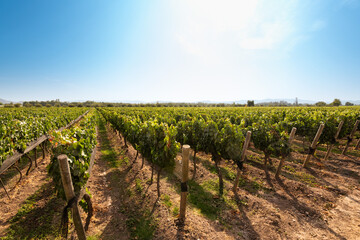 Fototapeta na wymiar Vines crops at a vineyard at Colchagua valley, Chile