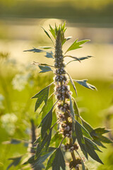 flowers in the forest