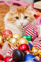Fototapeta na wymiar Cat and christmas tree toys