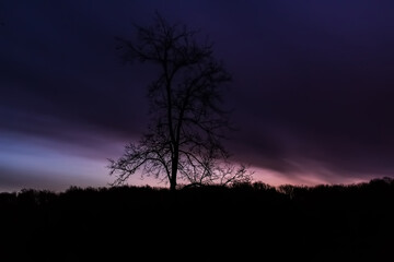 Tree on background of dark blue-purple dawn