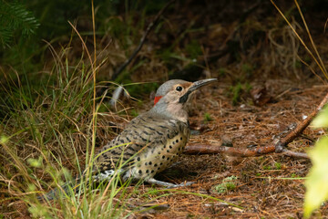 Northern Flicker, Yellow-shafted, male with dirt on bill from digging for insects or ants