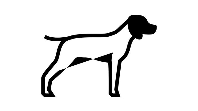 german shrothaired pointer dog animated line icon. german shrothaired pointer dog sign. isolated on white background