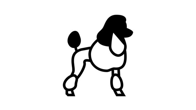 poodle dog animated line icon. poodle dog sign. isolated on white background
