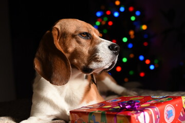 beagle dog with a gift