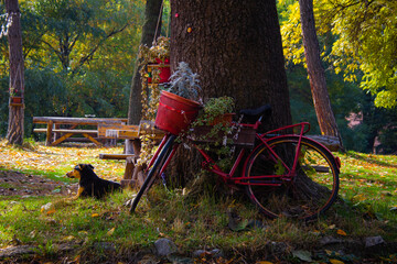 Abandoned red bike leaning on big old tree decorated and used to carry flowerpots with green and cyan plants. Dog laying next to red bike with bench behind it. Park decoration.