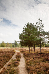 Country Walks in Norfolk
