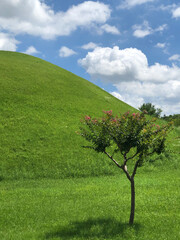 tree in the king's grave