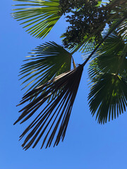 palm tree on sky background
