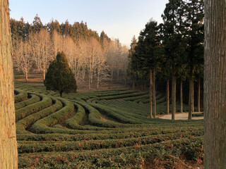 greentea farm in region