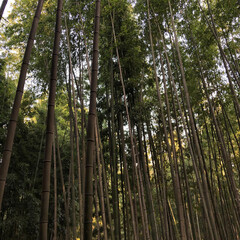 green bamboo forest