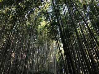 bamboo