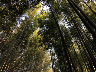 sun rays in the bamboo forest