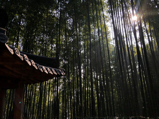 bamboo forest